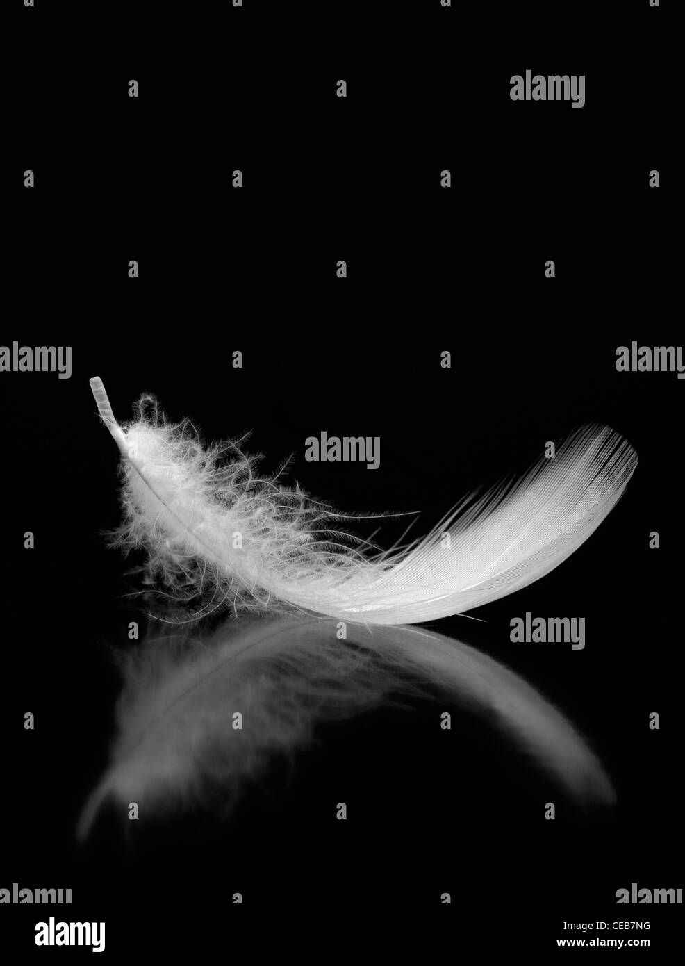 Feather. The bird's feather lies on a black background with reflexion Stock Photo