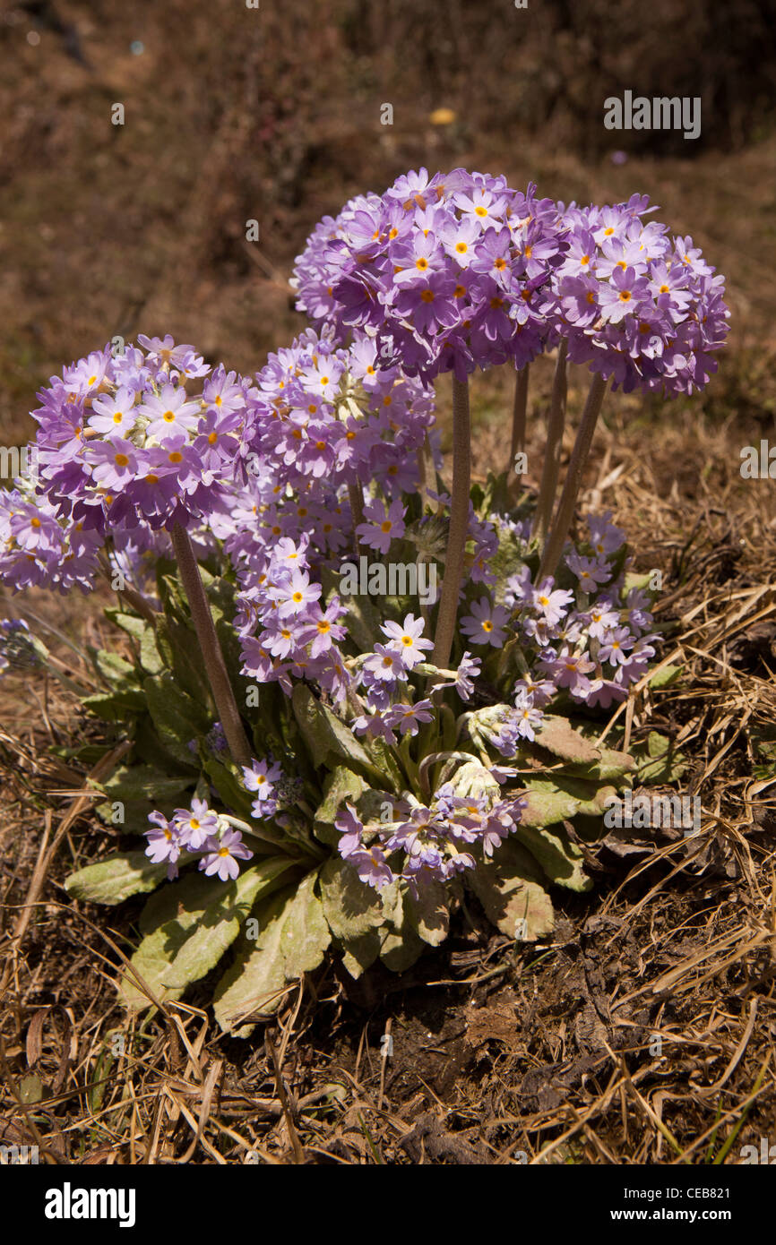 India, Arunachal Pradesh, wild flowers, Primula denticulata, Drumstick