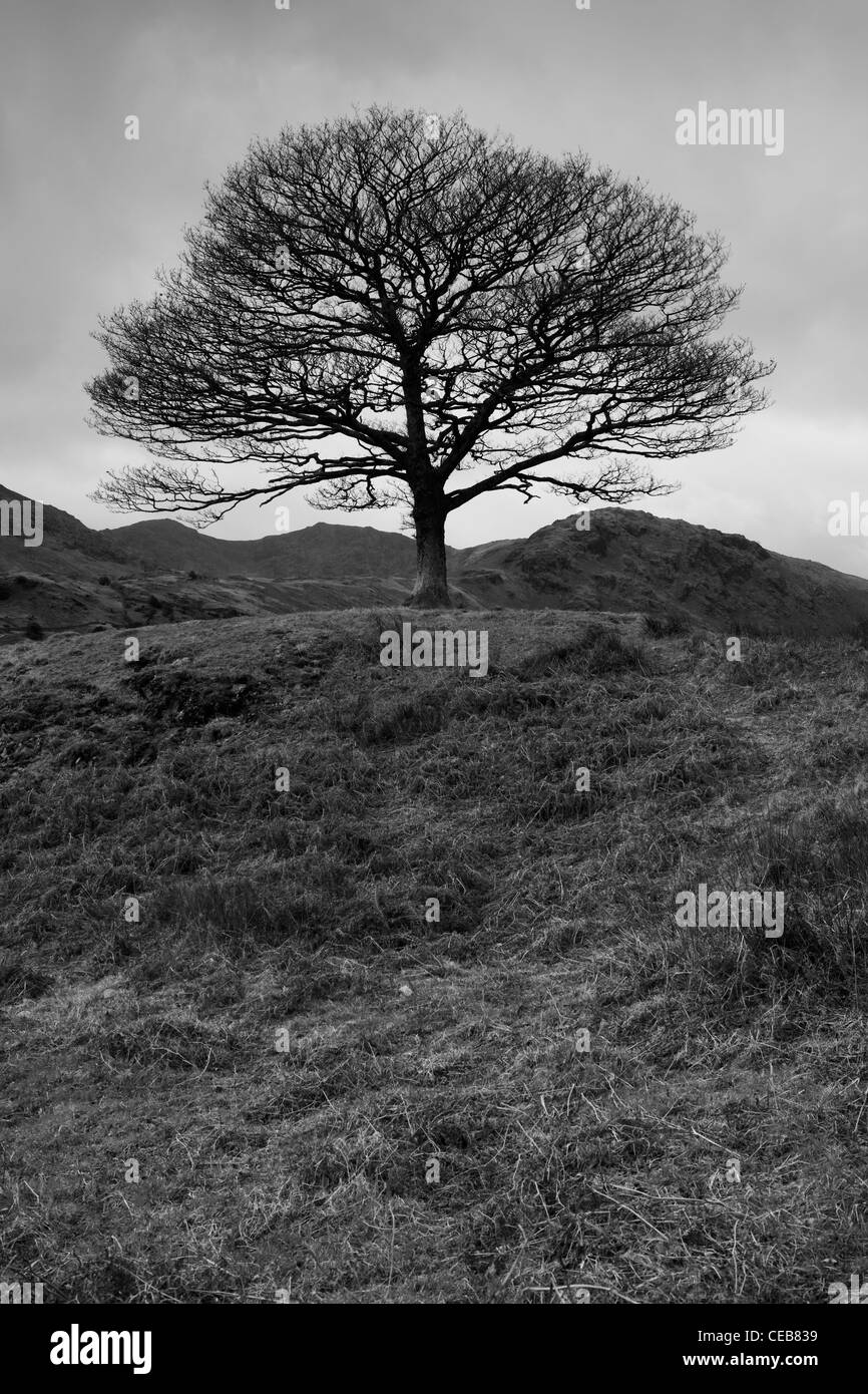 English countryside single tree Black and White Stock Photos & Images ...