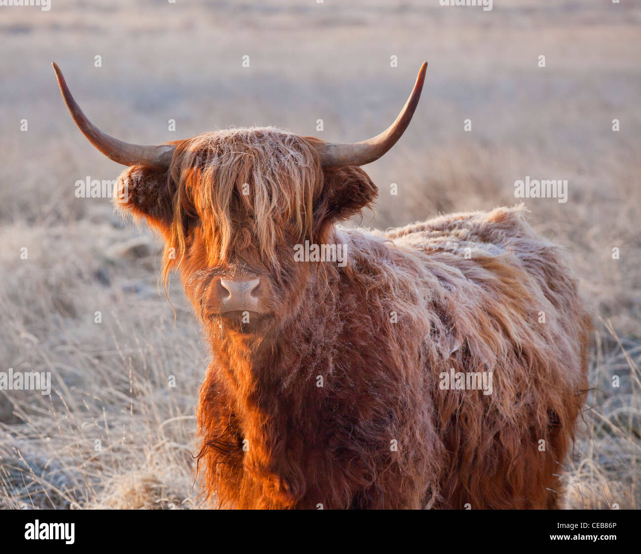 Highland cow in the cold frosty winter weather with frost on its coat back Stock Photo