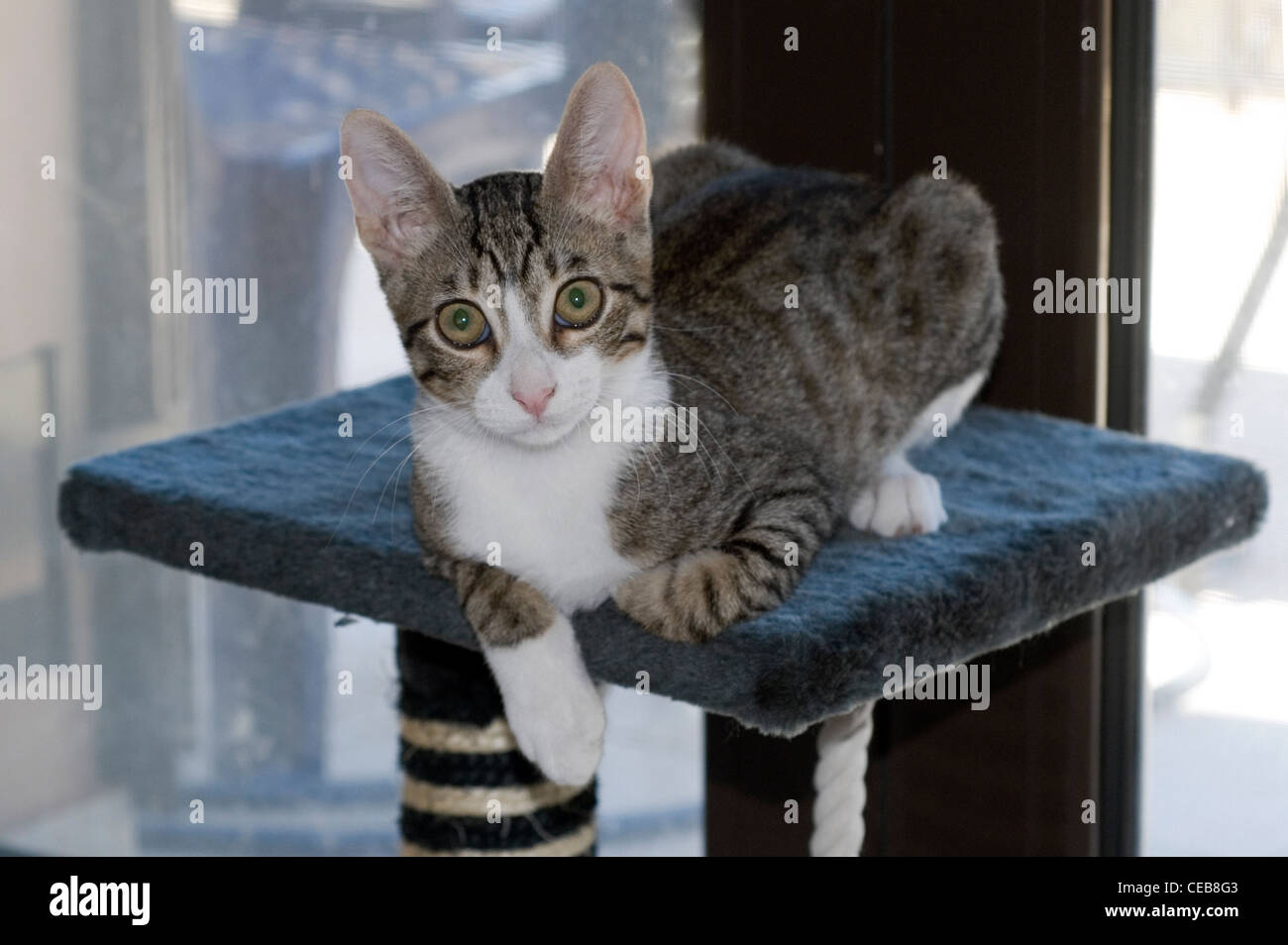 Domesticated young tabby feral cat indoors on climbing tower Stock Photo