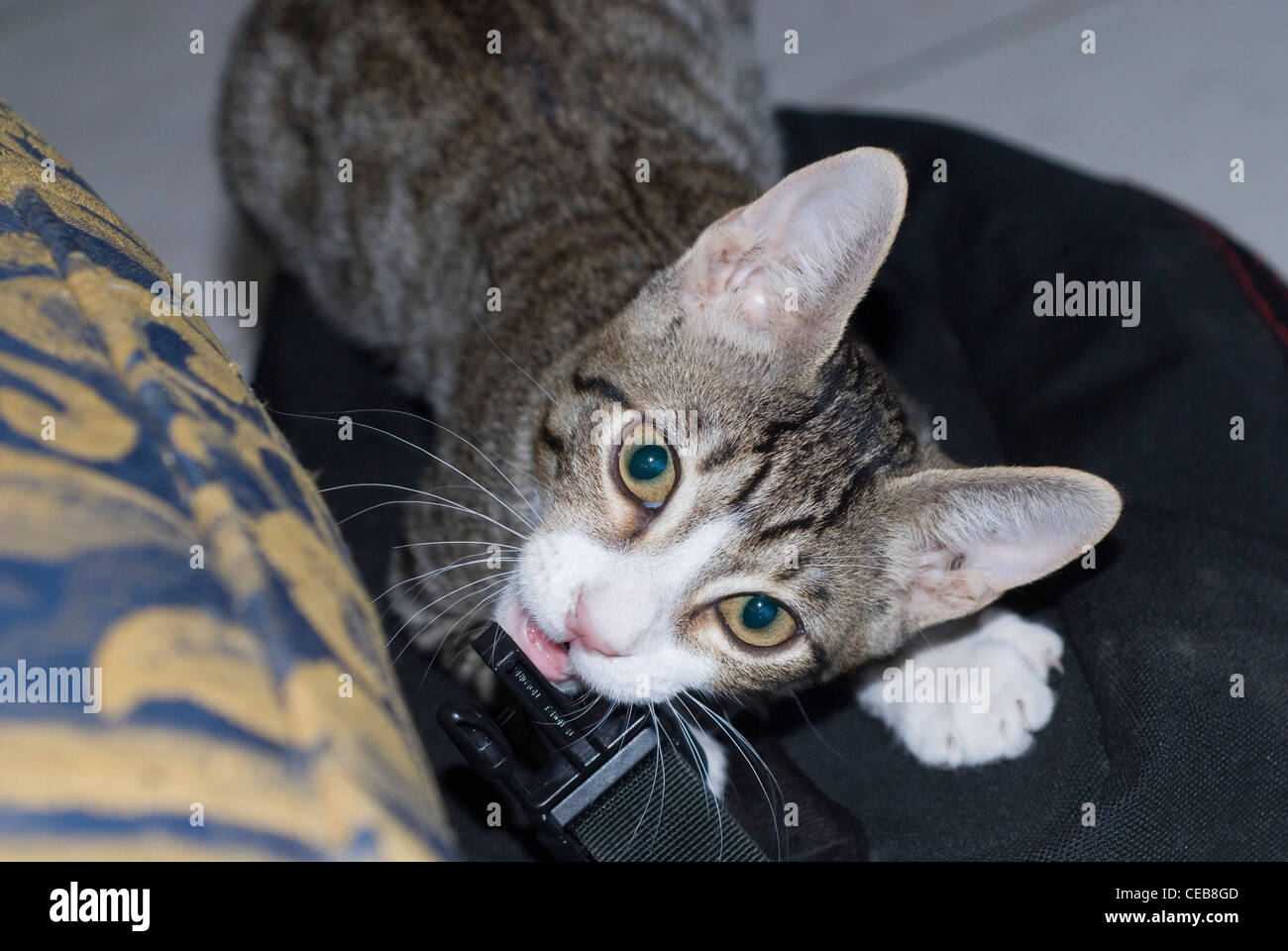 Domesticated young tabby feral cat indoors on climbing tower Stock