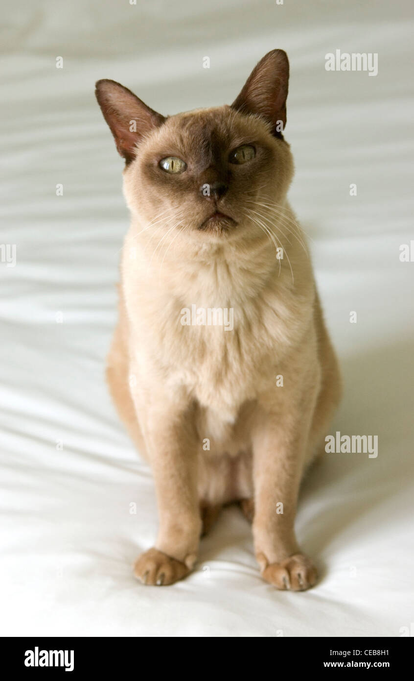 Chocolate Burmese cat on a white background Stock Photo Alamy