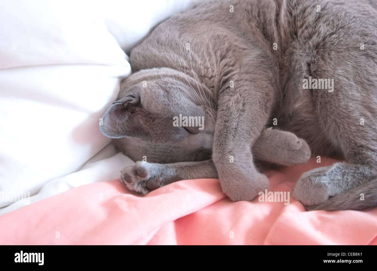 Blue Burmese cat sleeping Stock Photo