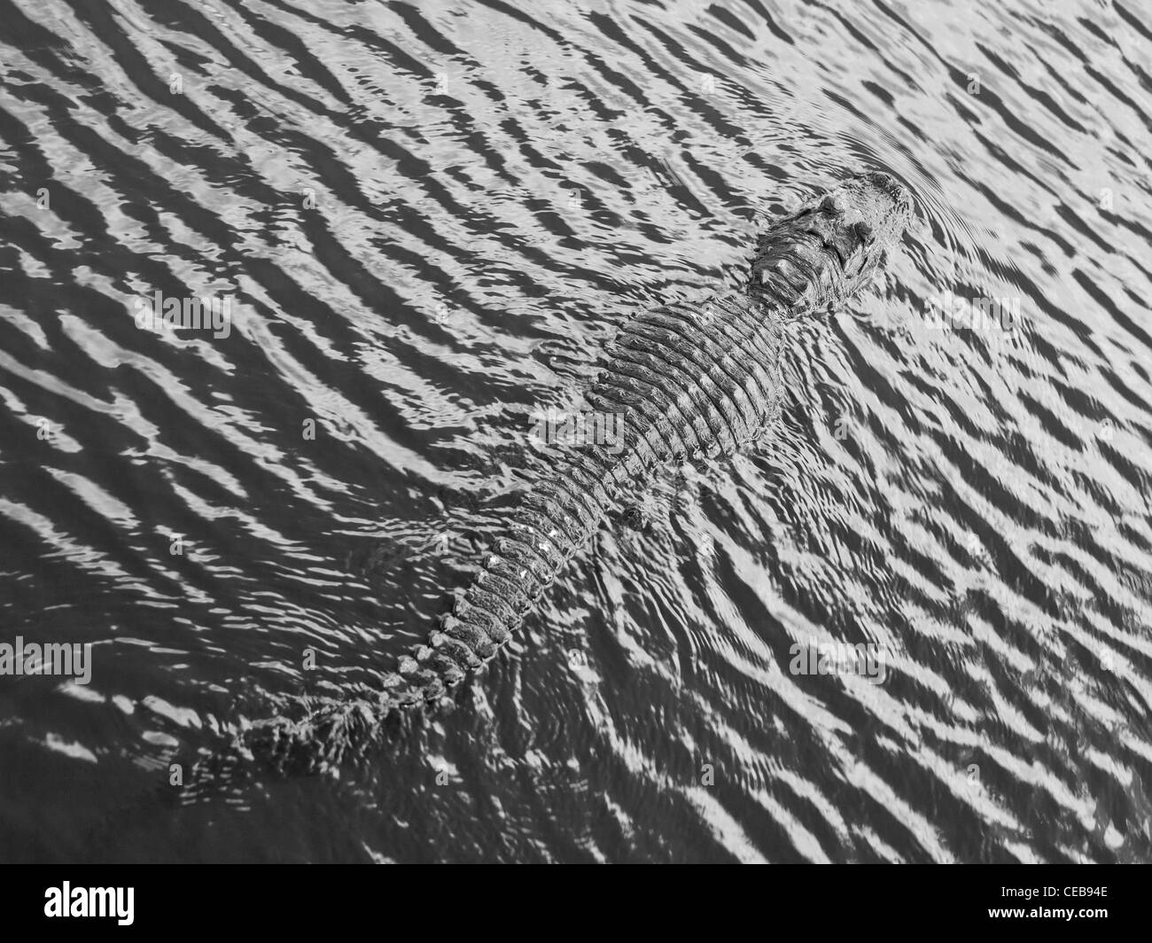 Overhead view of alligator swimming through rippled water Stock Photo
