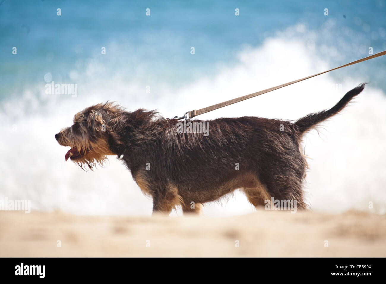 Shaggy dog on leash at beach Stock Photo