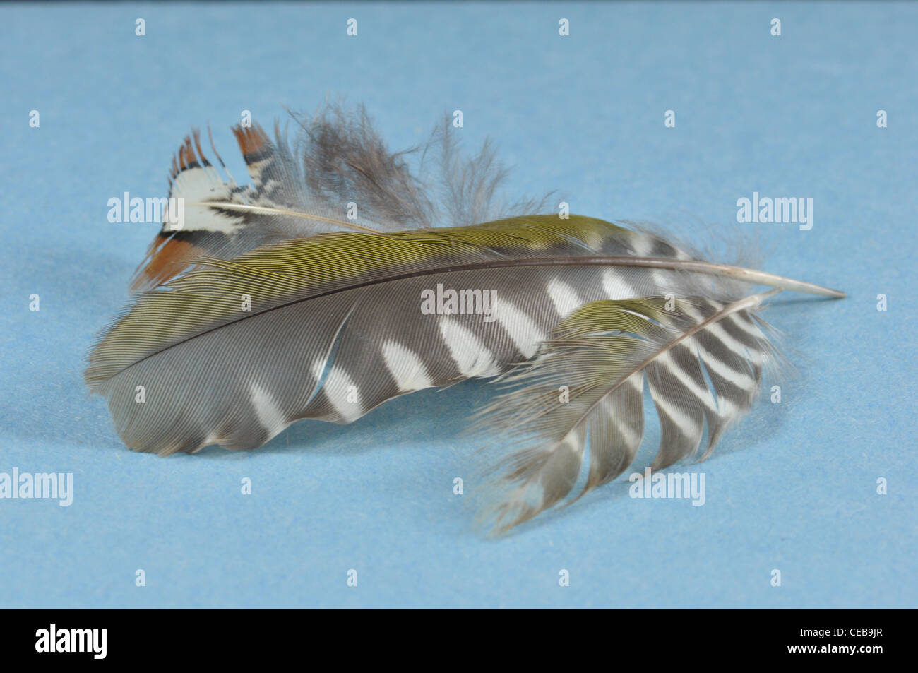 Green Woodpecker Feathers and Pheasant Feather Stock Photo