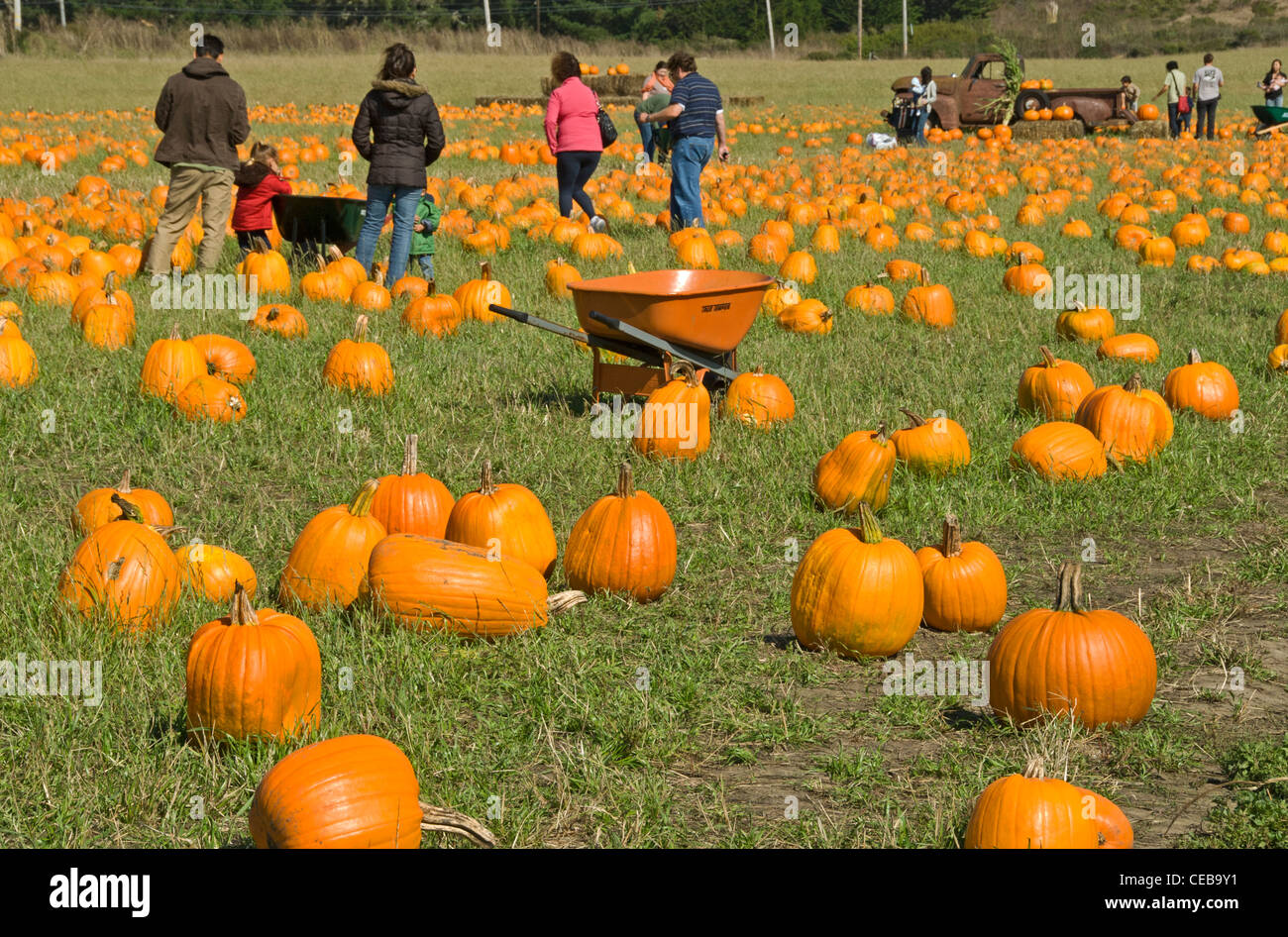 Bob's Pumpkin Farm at the Half Moon Bay Art and Pumpkin Festival in