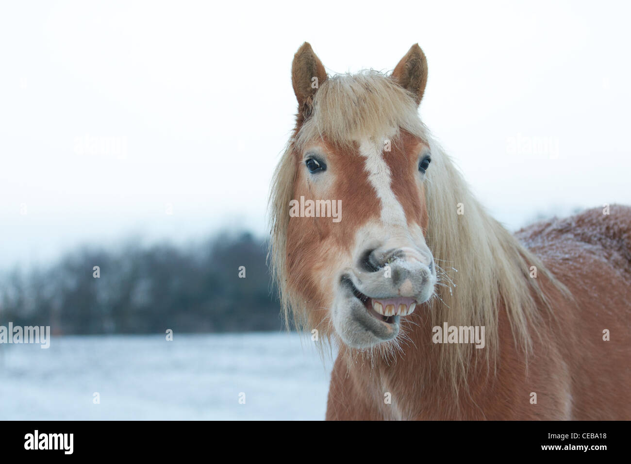 Laughing Horse Stock Photo