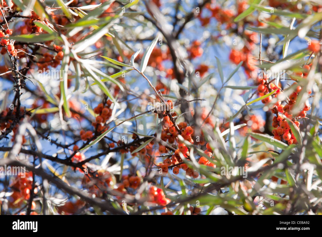 Hippophae rhamnoides Stock Photo