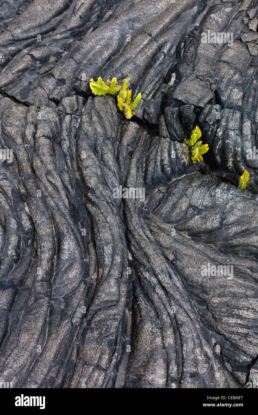 Pahoehoe lava and ferns Hawaii Volcanoes National Park, The Big Island. Stock Photo