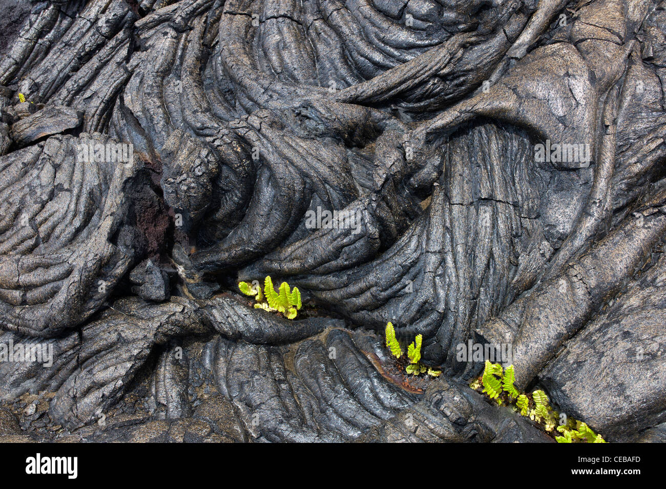 Pahoehoe lava and ferns Hawaii Volcanoes National Park, The Big Island. Stock Photo