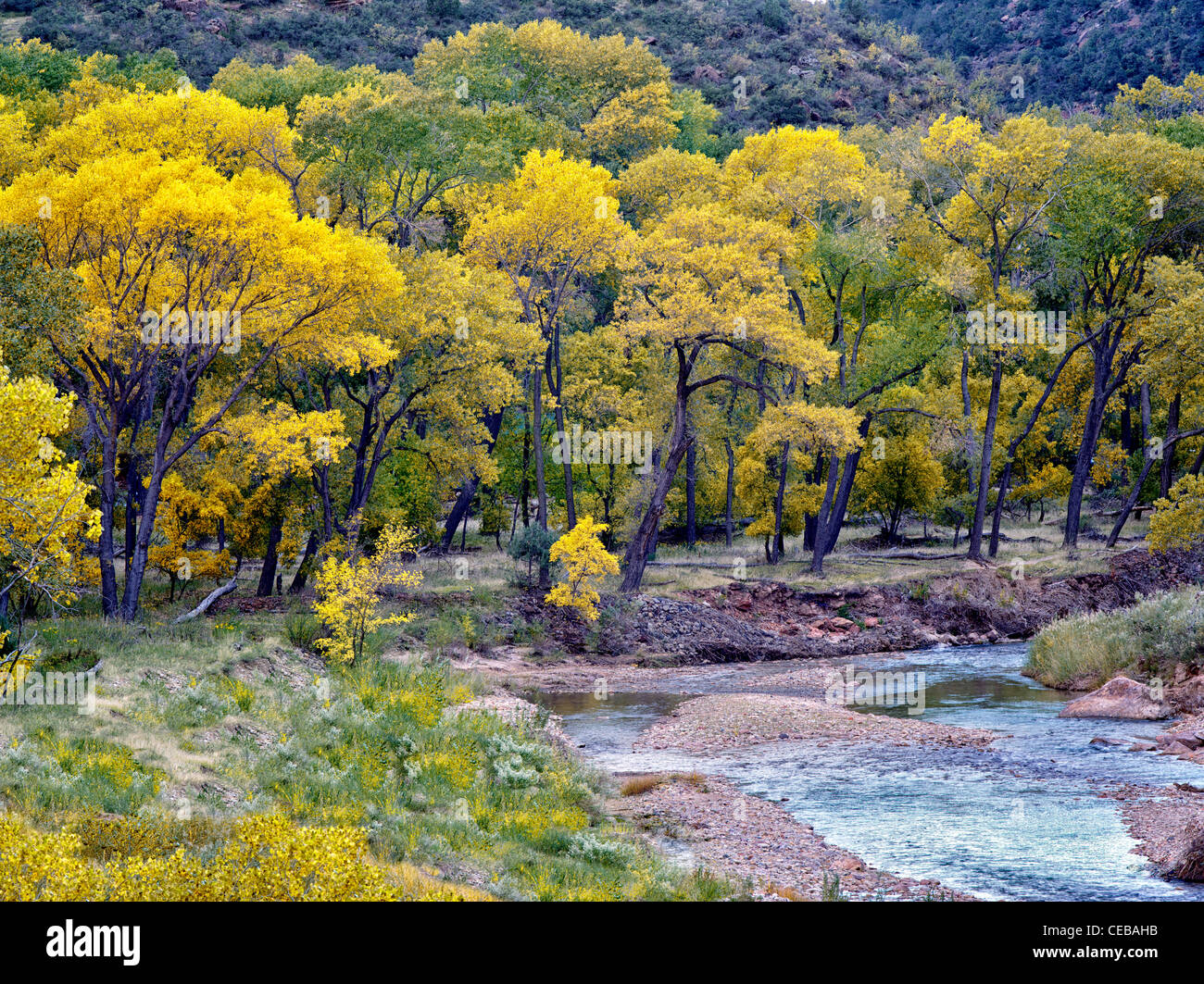 Virgin River and fall color.Zion National Park, Utah Stock Photo - Alamy