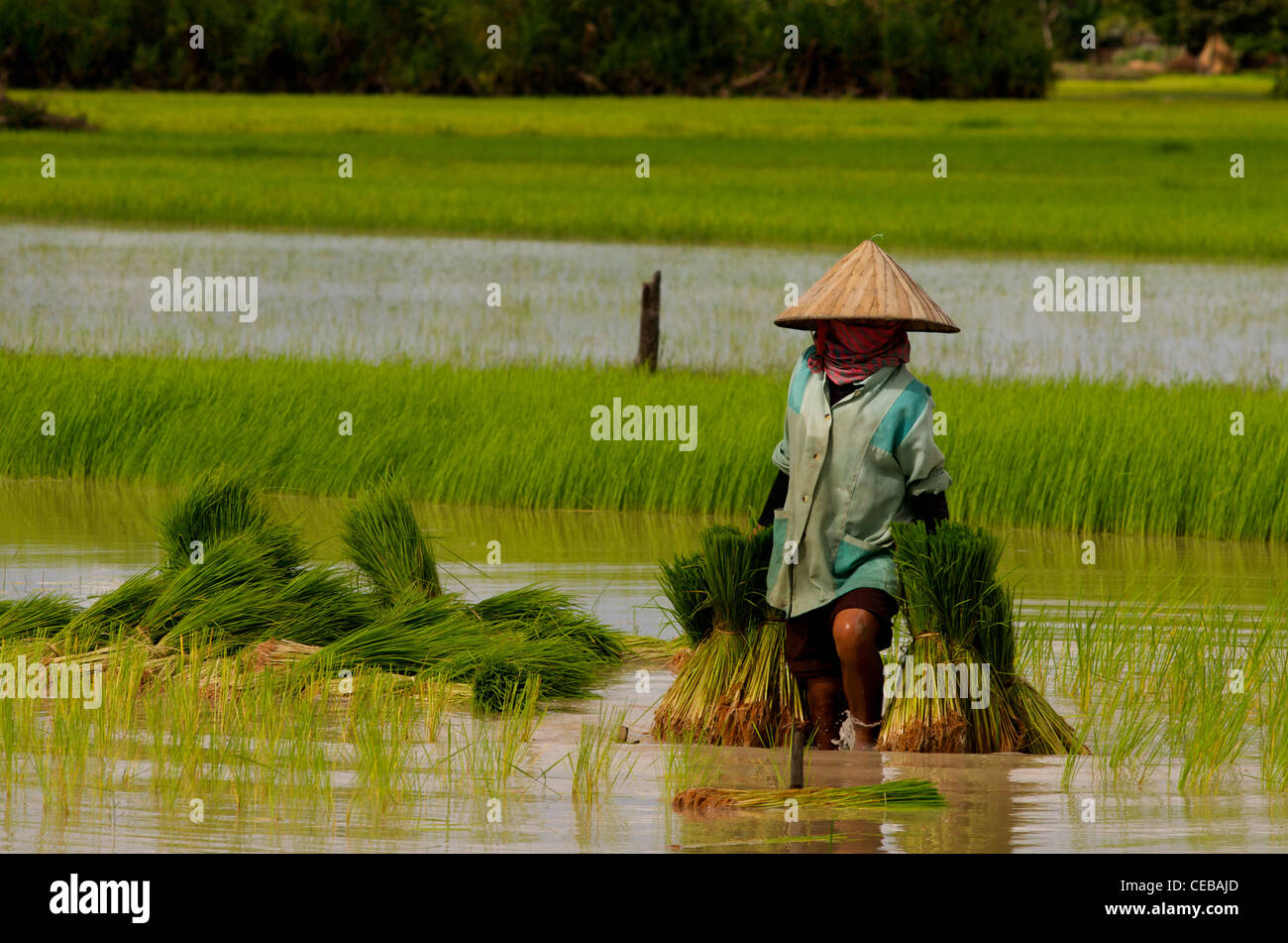 Khmer woman planting the rice fields wearing krama (traditional Cambodian scarf) & conical hat, Kampong Thom Province, Cambodia. credit: Kraig Lieb Stock Photo