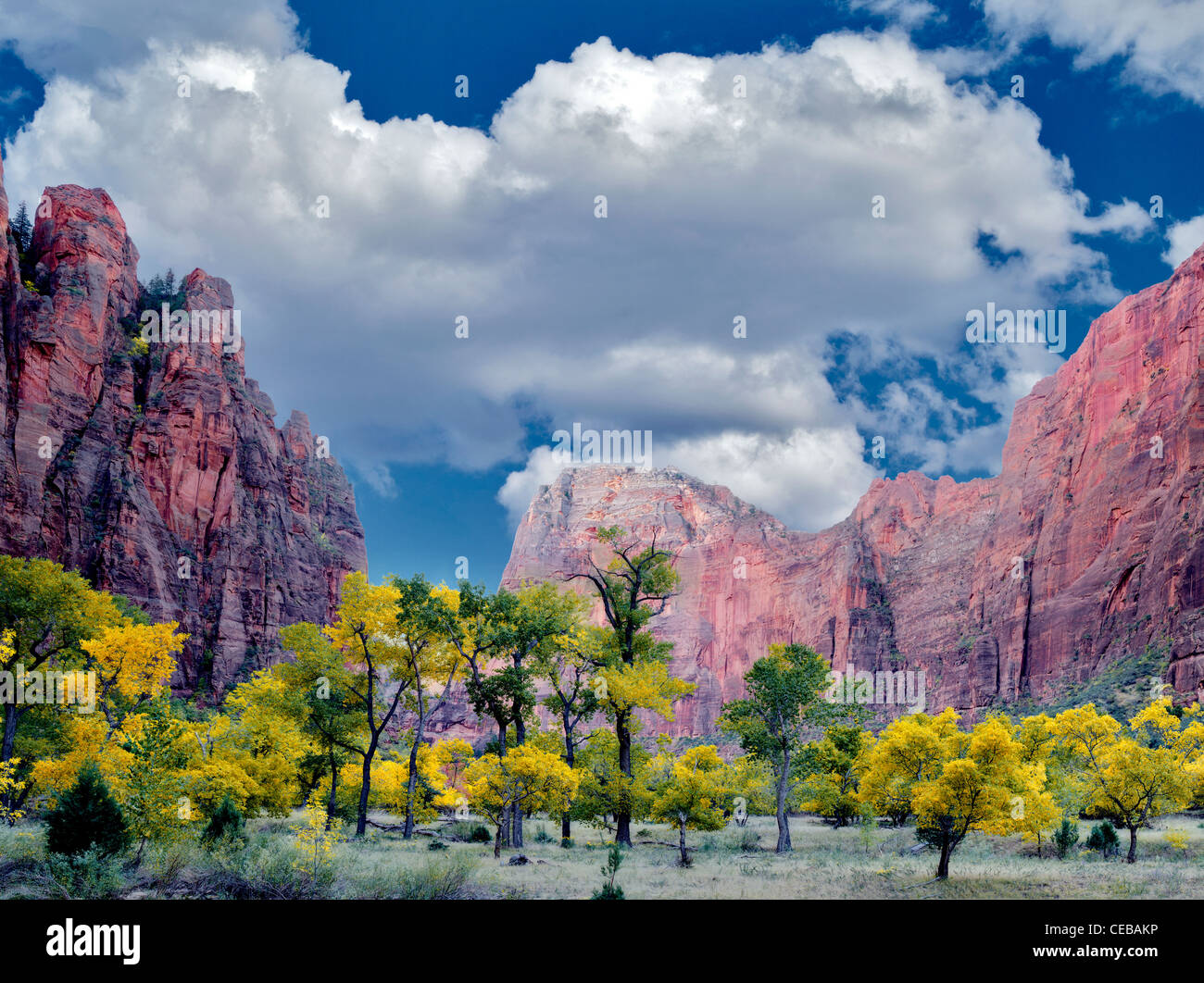 Fall colored trees. Zion National Park, Utah. Stock Photo