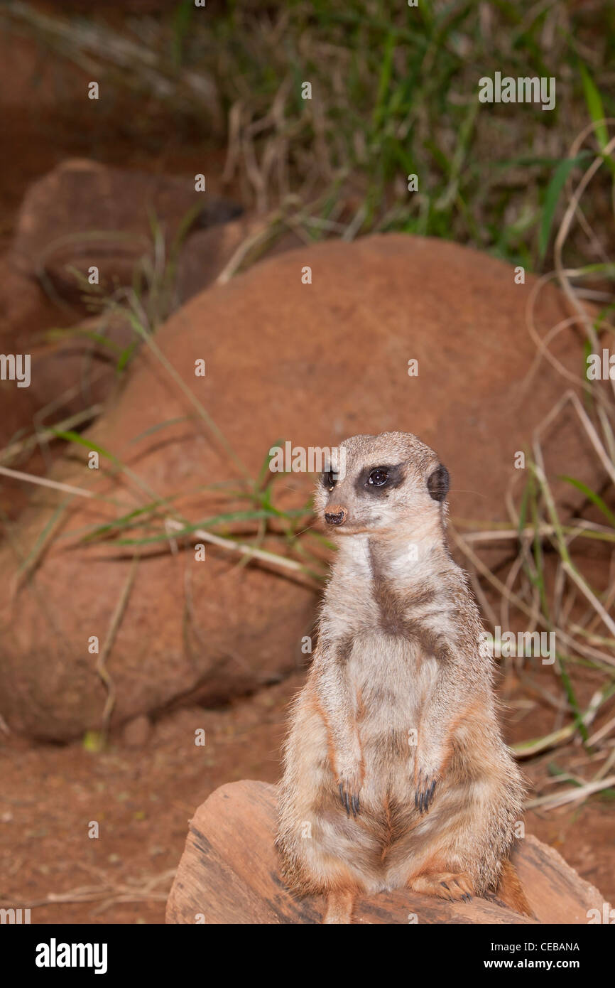 Meerkat, Suricata suricatta Stock Photo