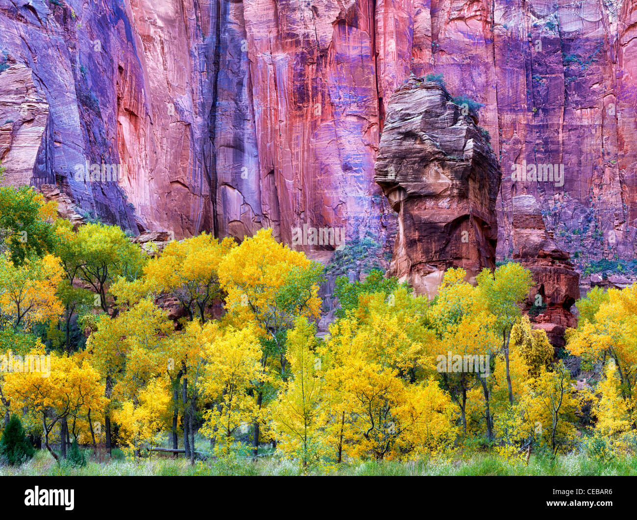 The Pulpit and fall color at the Temple of Sinawava. Zion National Park, Utah Stock Photo
