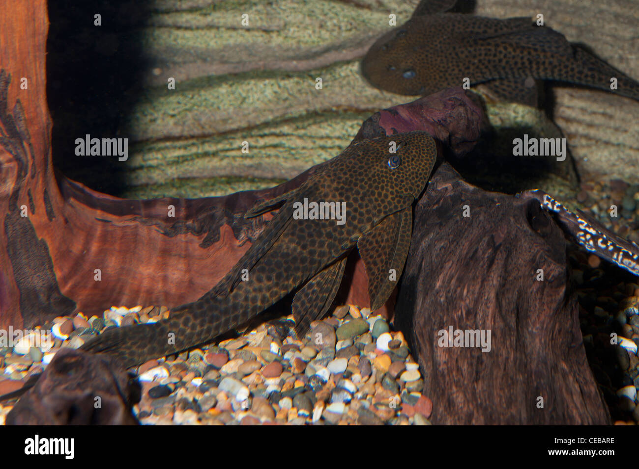 Suckermouth catfish,Hypostomus sp., also called plecostomus by aquarium enthusiasts Stock Photo