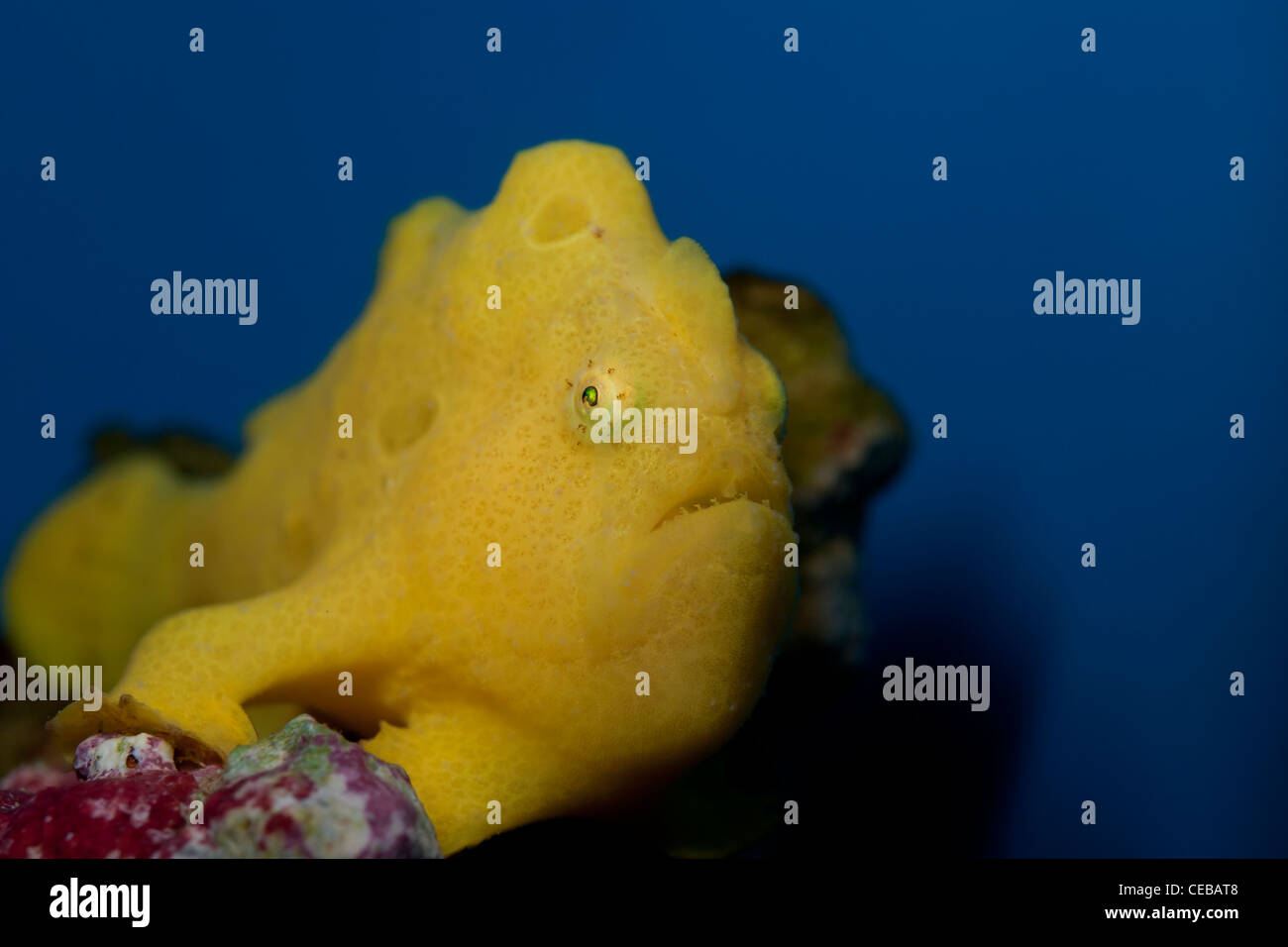 Commerson's frogfish, Antennarius commerson, Waikiki Aquarium Stock Photo