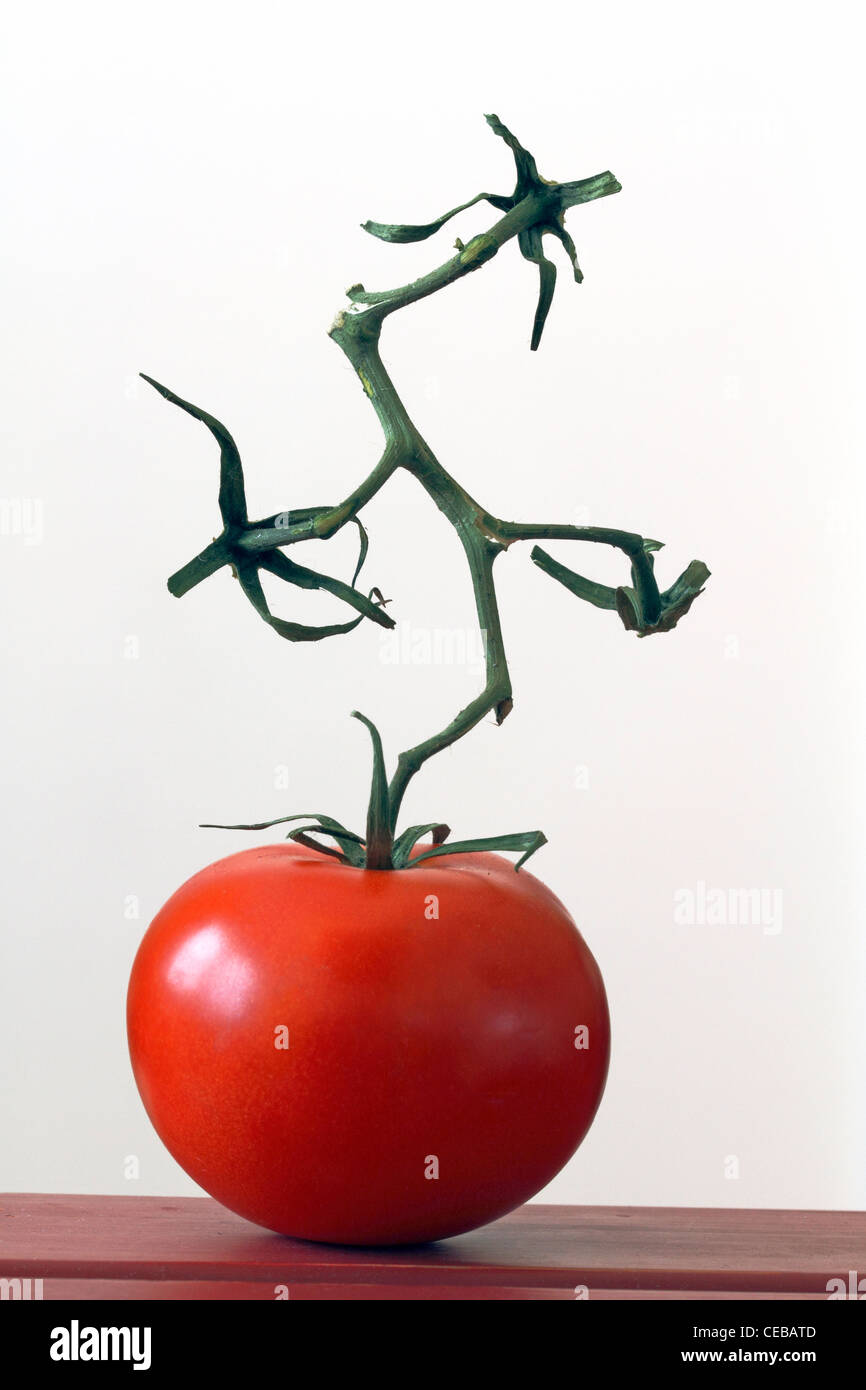 A vine withered on the fruit. A ripe Tomato on its withered vine Stock Photo