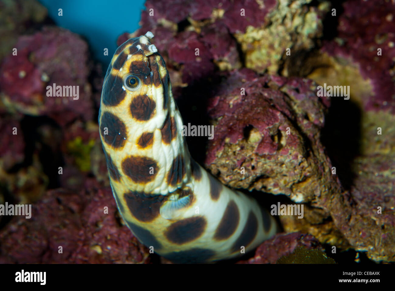 Magnificent snake eel, Myrichthys magnificus Stock Photo
