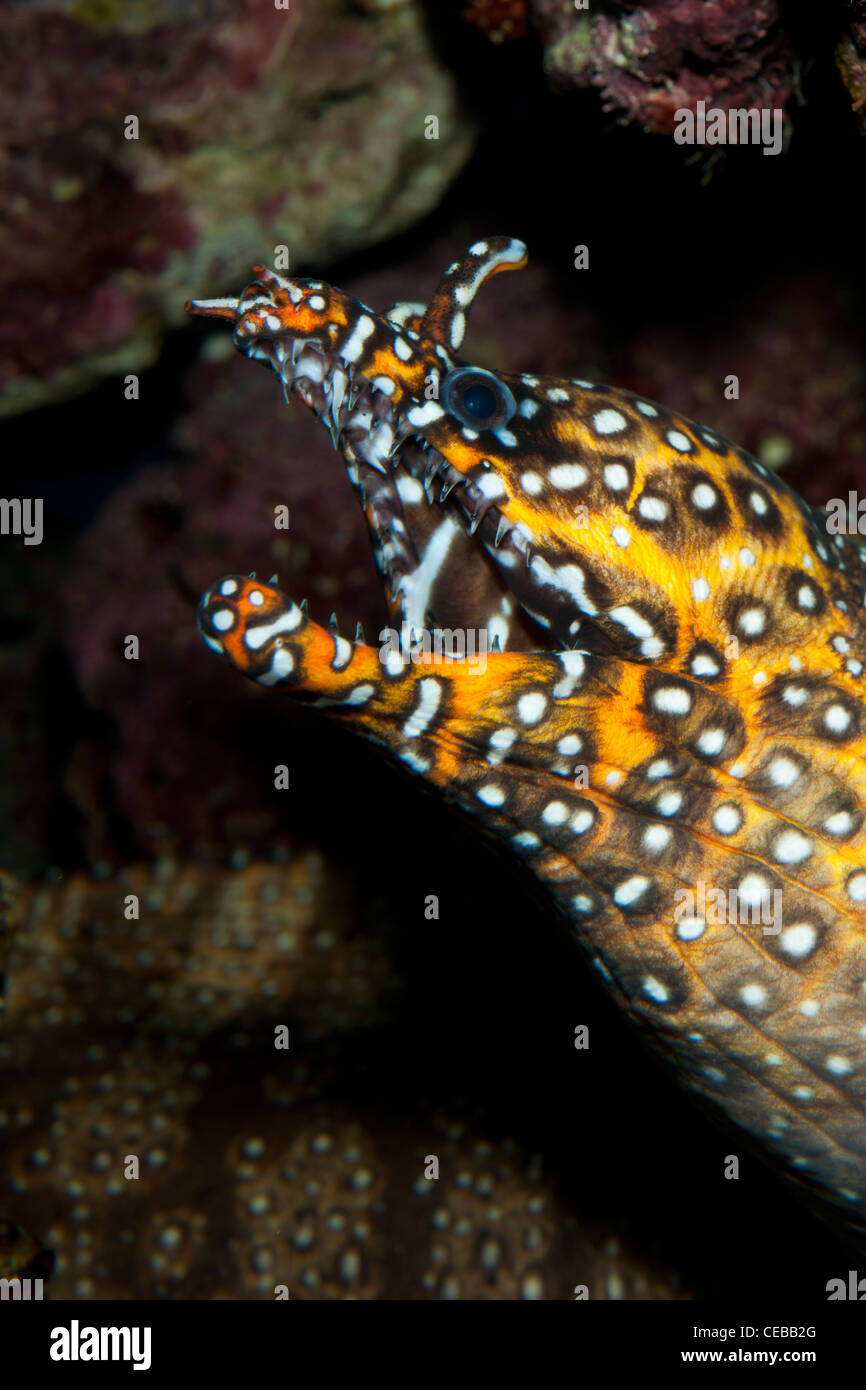 Dragon moray, Enchelycore pardalis Stock Photo