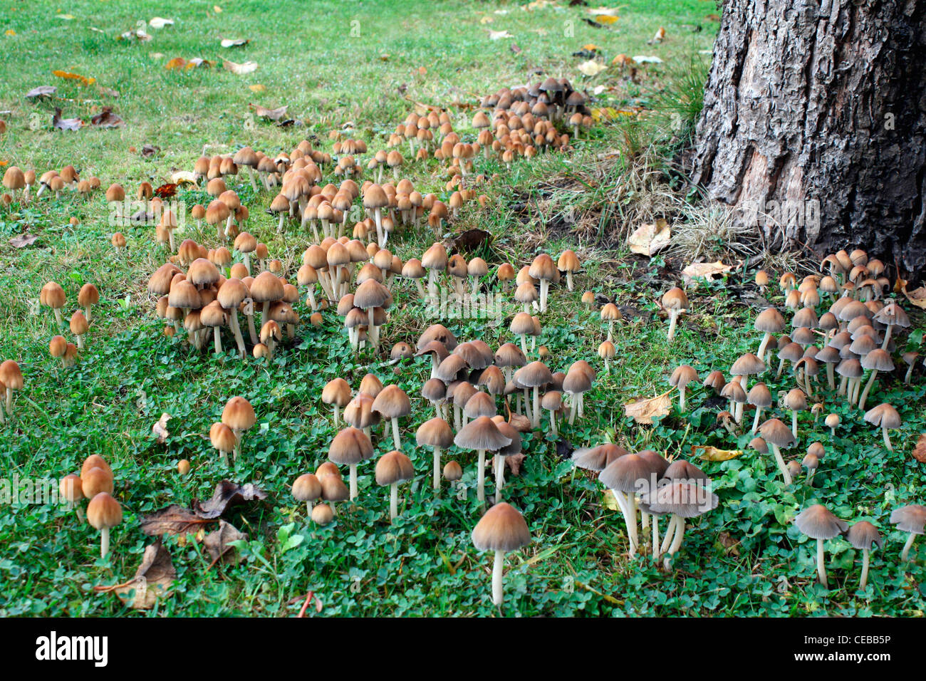Fungi under apple tree Stock Photo Alamy