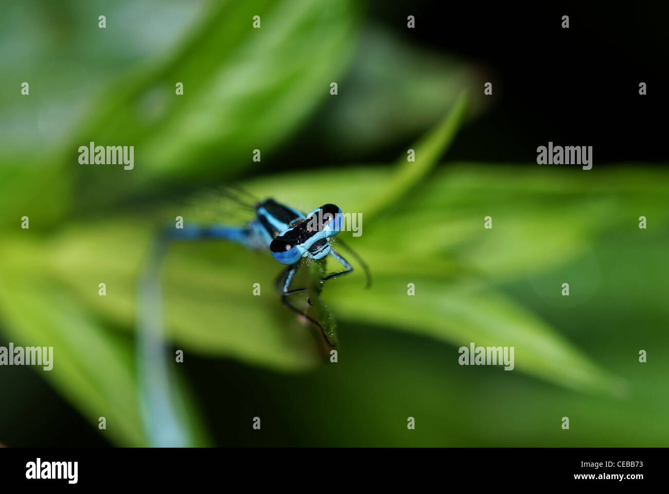 Common Blue Damselfly Stock Photo - Alamy