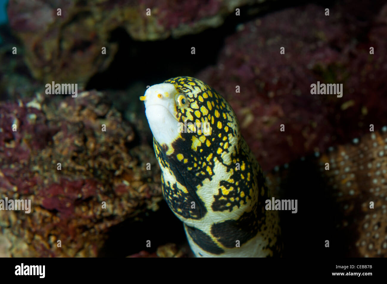 Snowflake moray eel, Echidna nebulosa Stock Photo