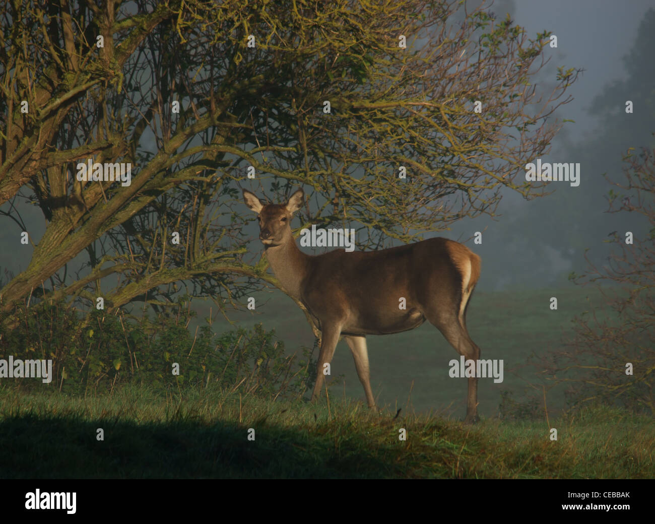 Fallow deer in the mist Stock Photo