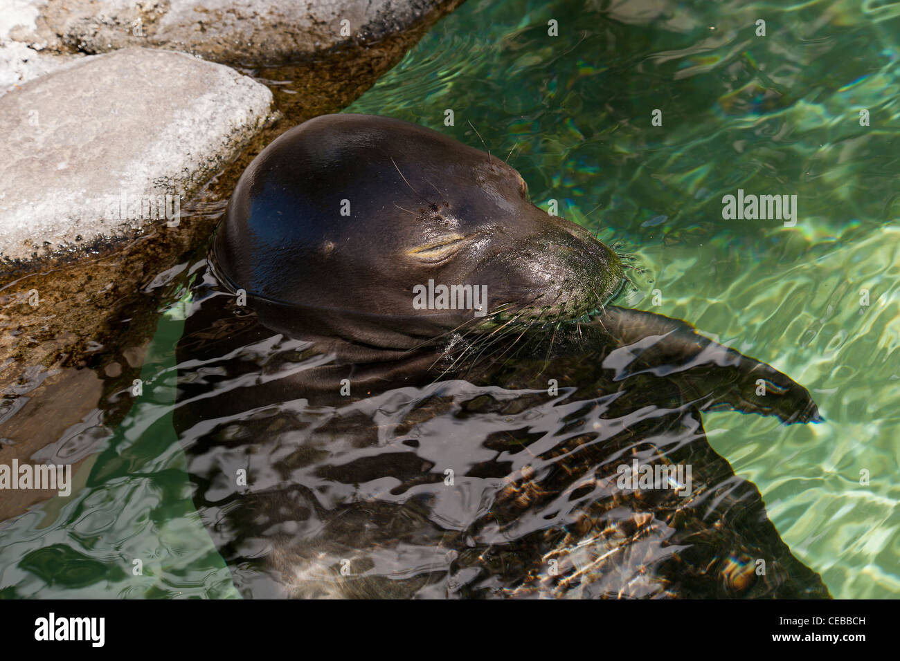 Hawaiian monk seal, Monachus schauinslandi, a Critically Endangered species Stock Photo