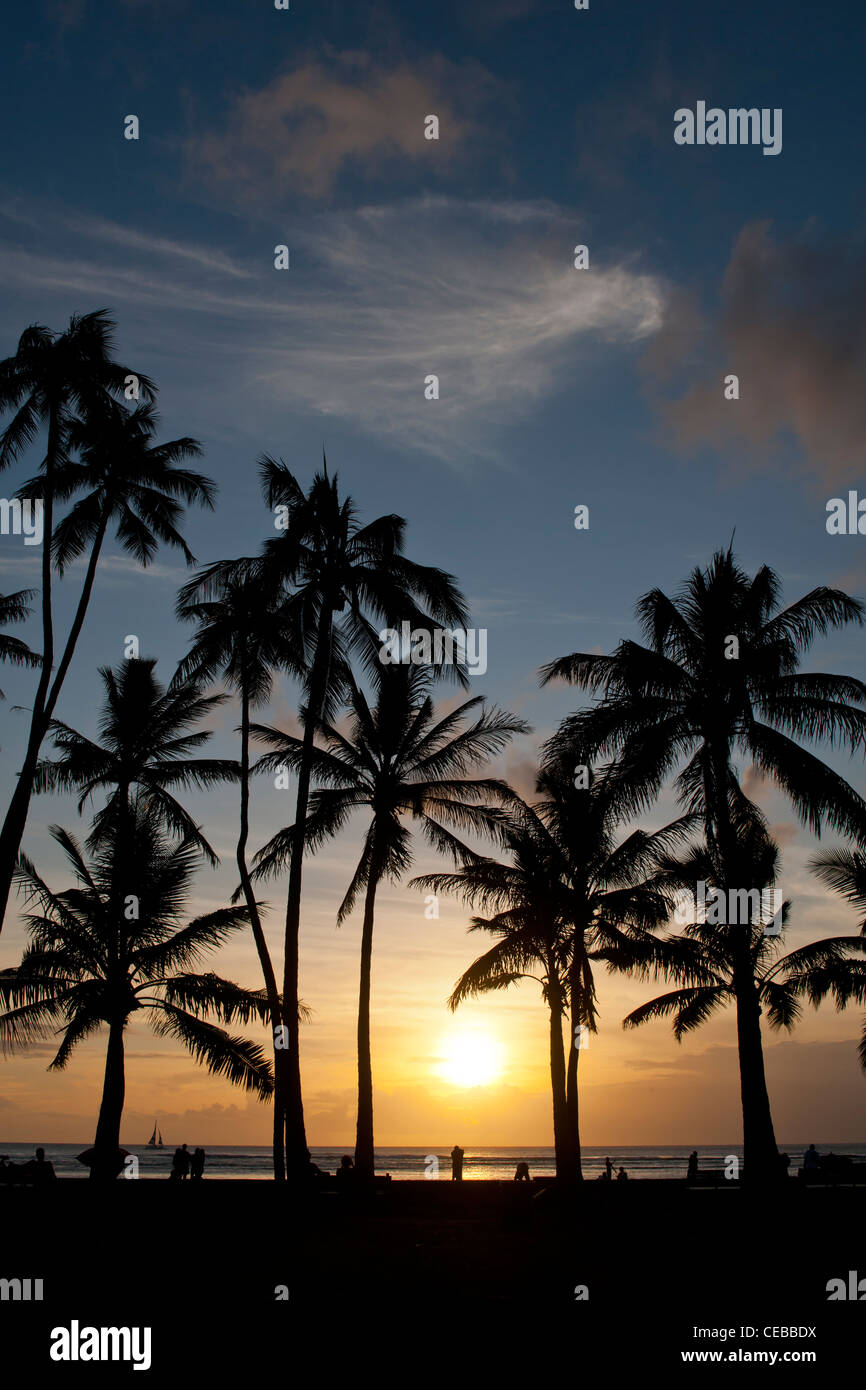 Palm trees on tropical beach at sunset Stock Photo - Alamy