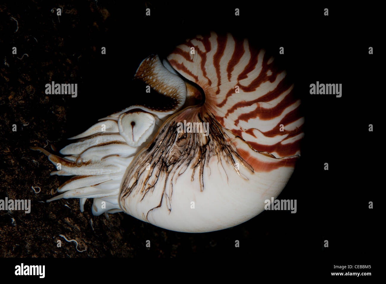 Chambered nautilus, nautilus pompilius.  A deep water Cephalopod Stock Photo