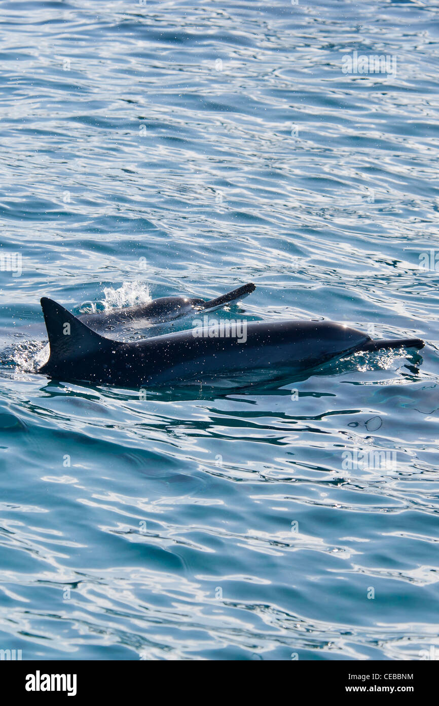spinner dolphin, Stenella longirostris, Makaha, Oahu, Hawaii Stock Photo