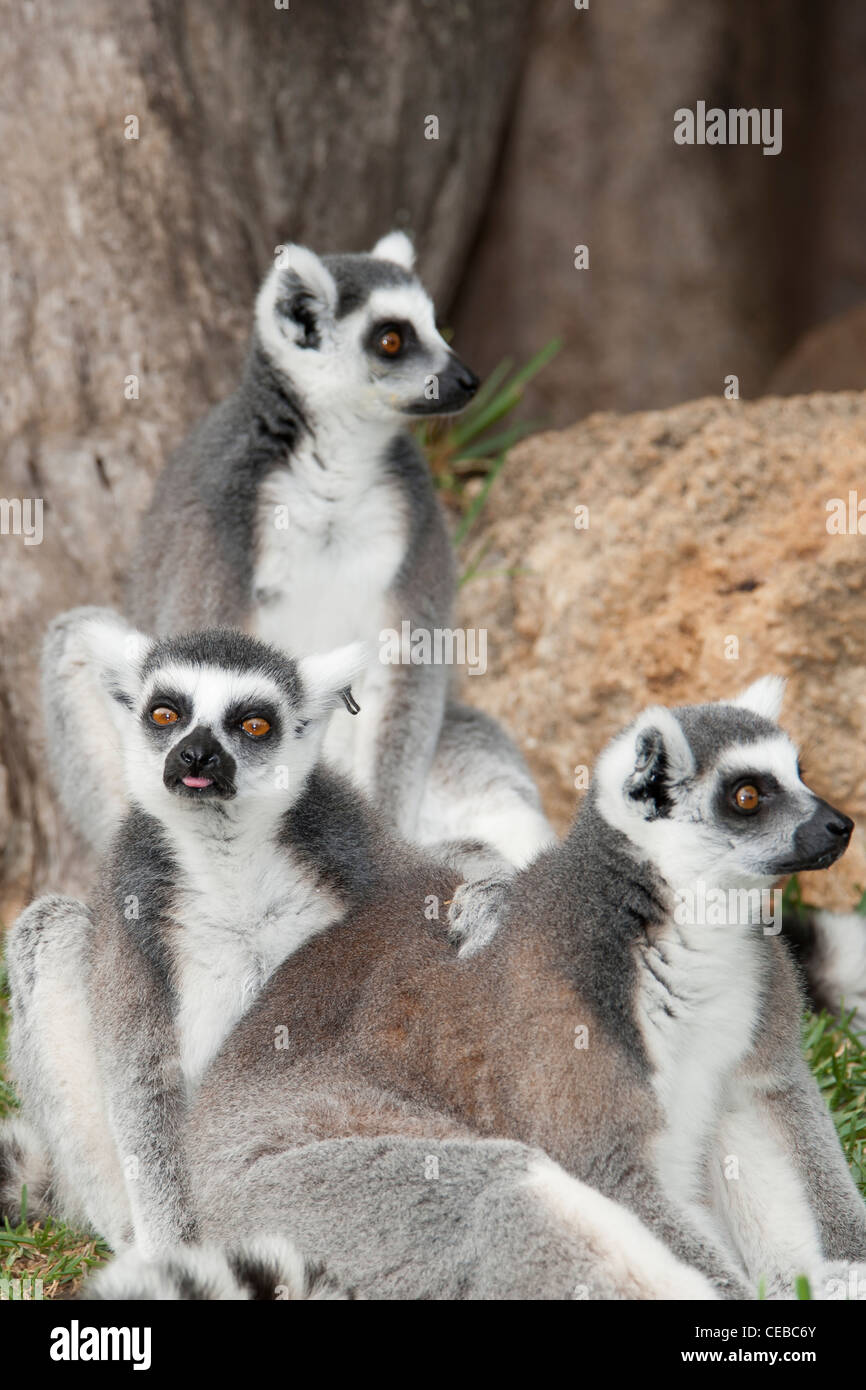 Ring-tailed lemur, Lemur catta, a type of primate Stock Photo