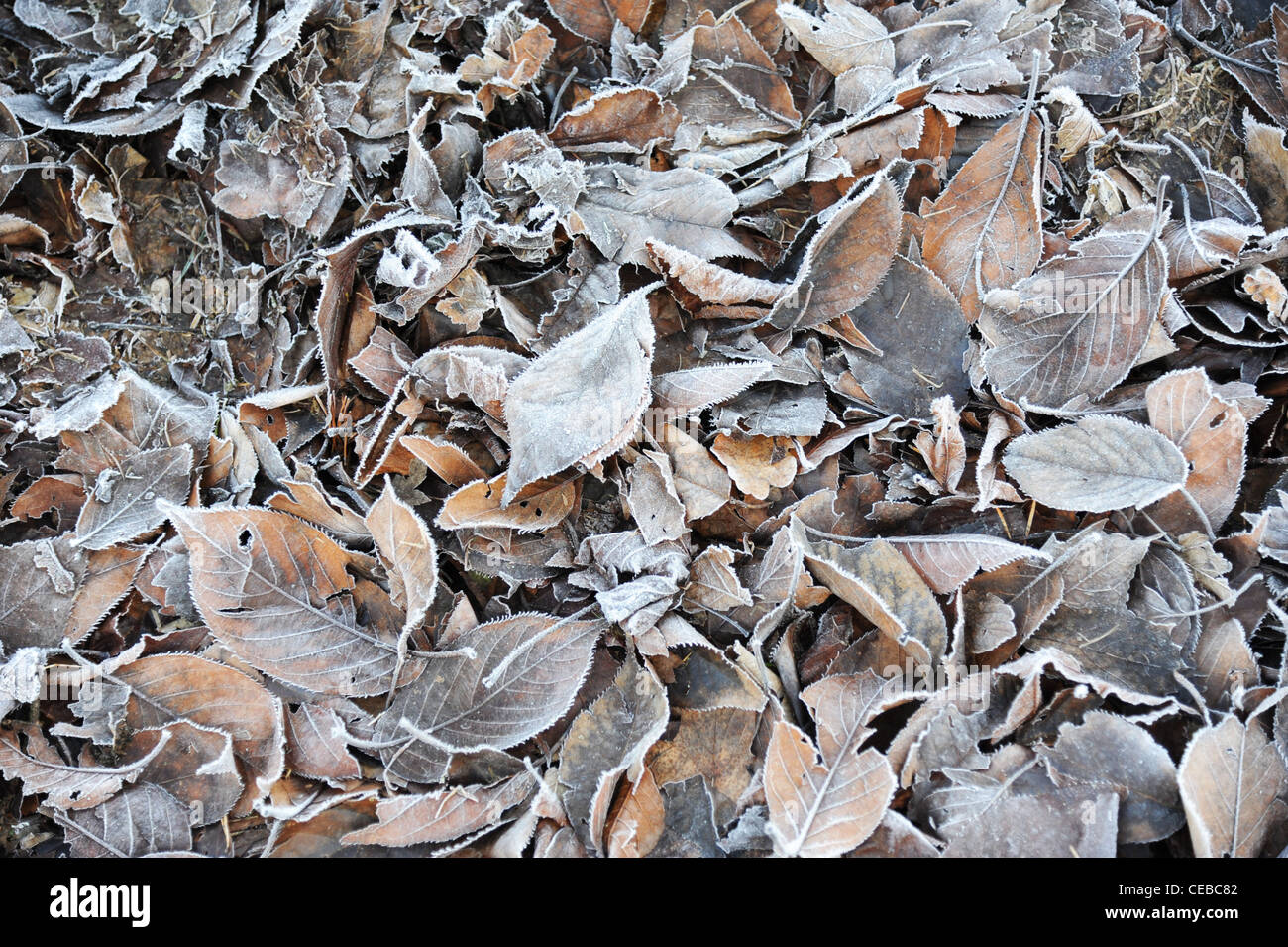 Frosty winter leaves. Stock Photo