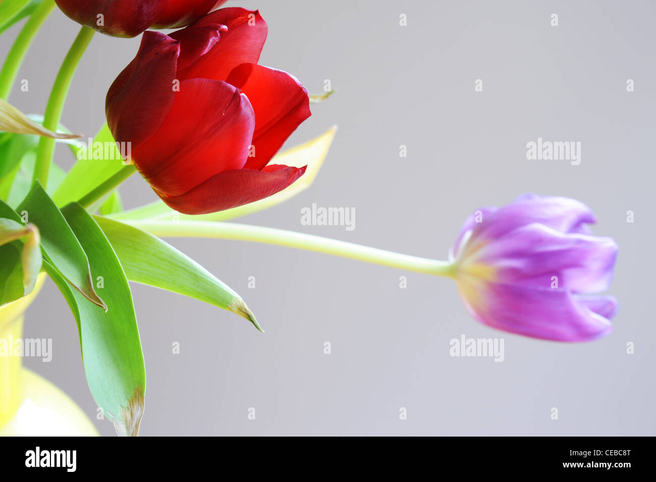 Tulips in a vase Stock Photo