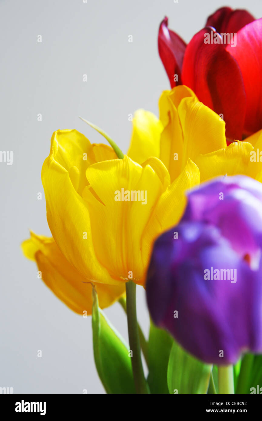 Close up of a bunch of tulips. Stock Photo