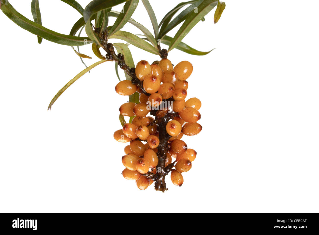 Fruits of sea buckthorn, Latin. Hippophae, isolated on white background Stock Photo