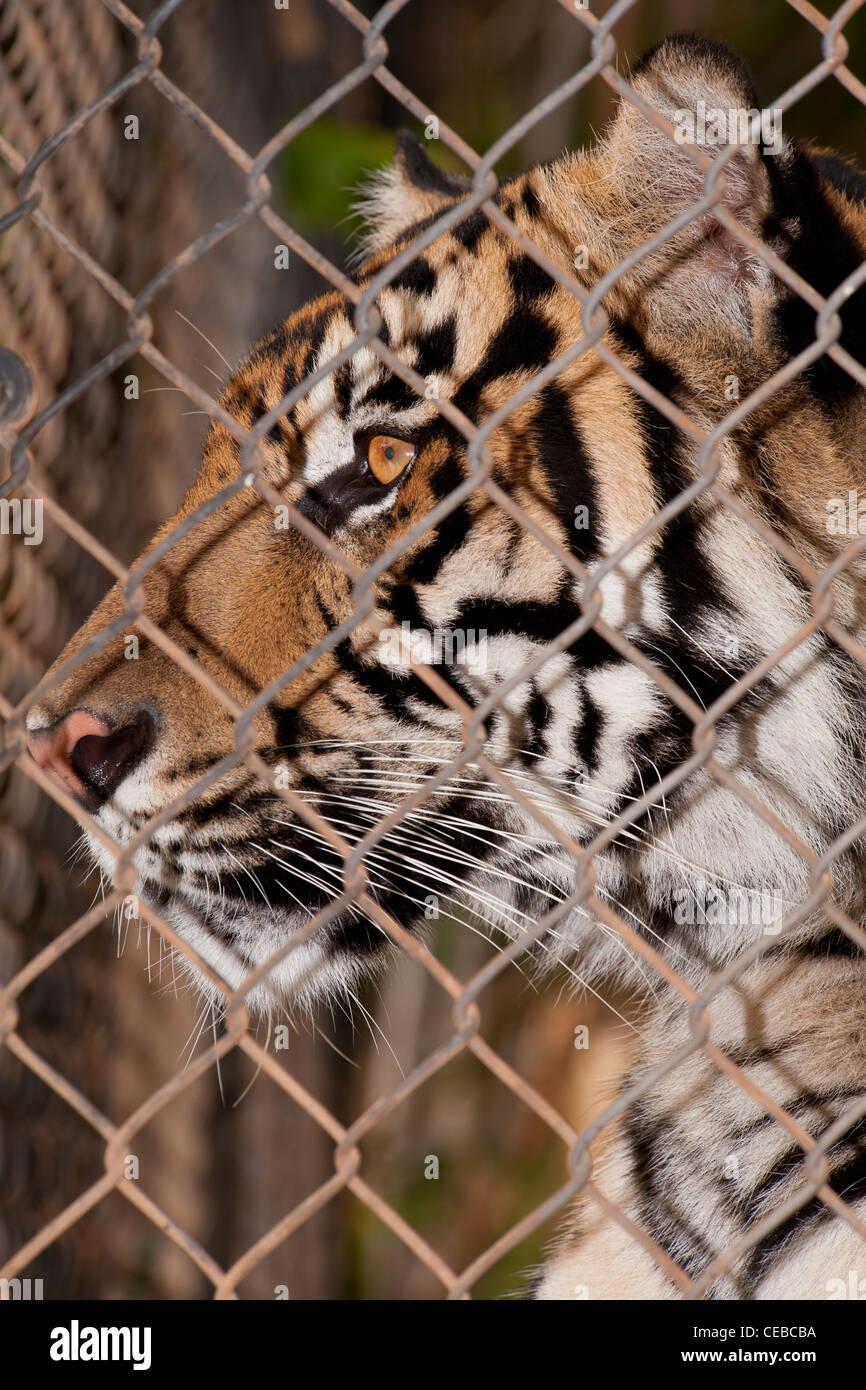 Sumatran tiger, Panthera tigris sumatrae, Critically Endangered Stock Photo