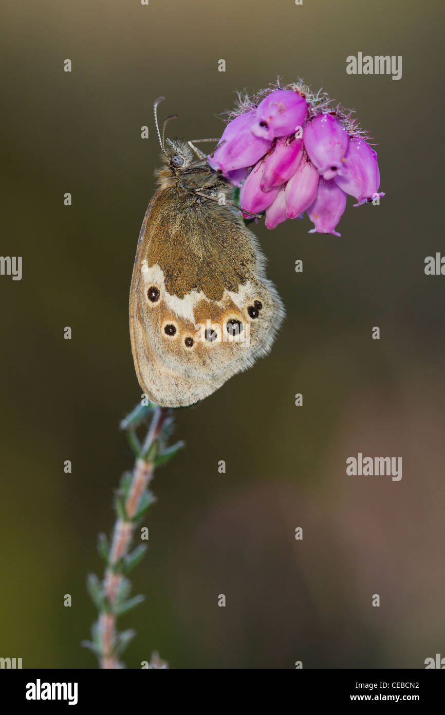 Large Heath Coenonympha tullia davus at roost on Cross-leaved Heath at Meathop Moss, Cumbria in July. Stock Photo