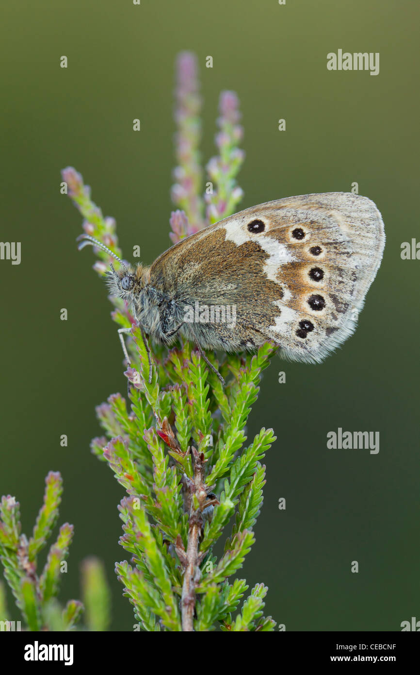 Large Heath Coenonympha tullia darvus at roost on heather at Meathop Moss, Cumbria in July. Stock Photo