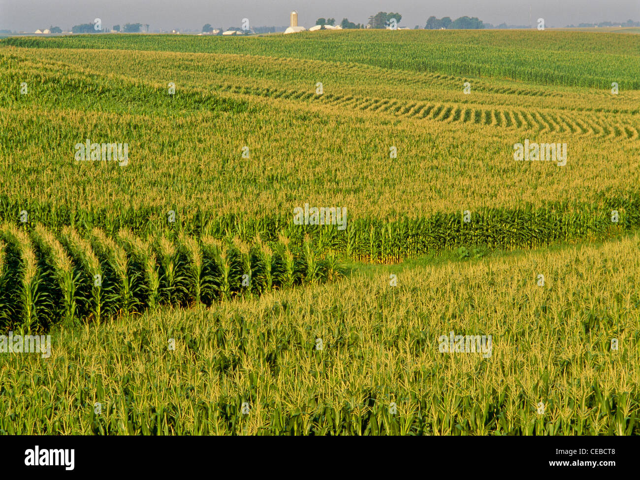 Corn Fields in Iowa, USA Stock Photo