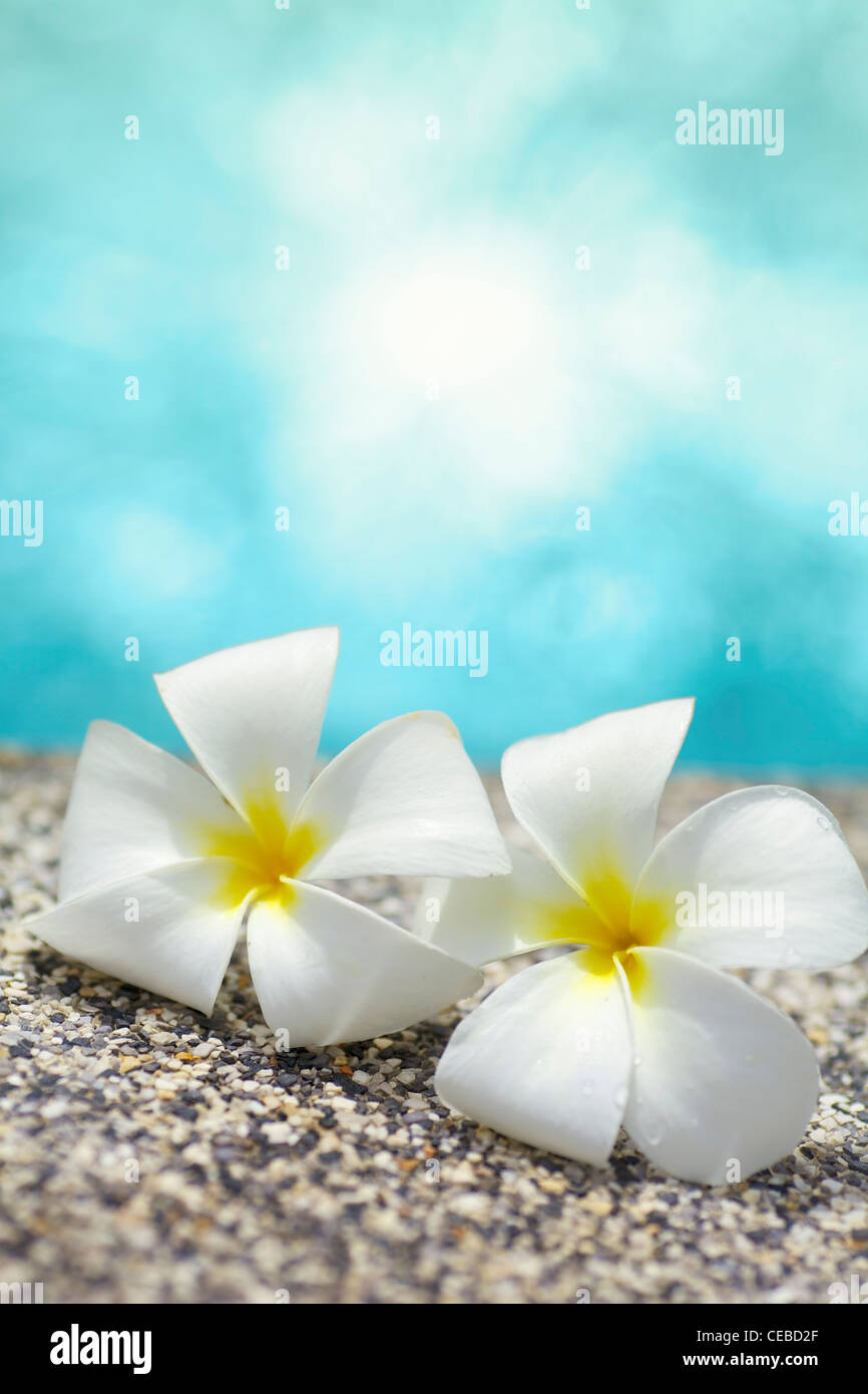 Flowers by the pool. NOTE : very shallow depth of field. Stock Photo