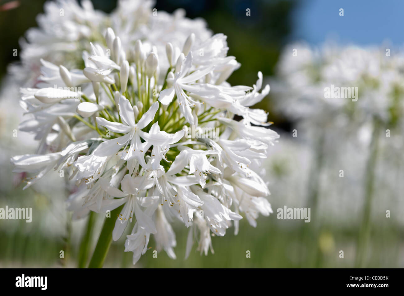 Flowering white Agapanthus Stock Photo