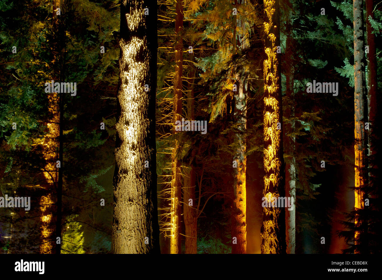 Illuminated forest hi-res stock photography and images - Alamy