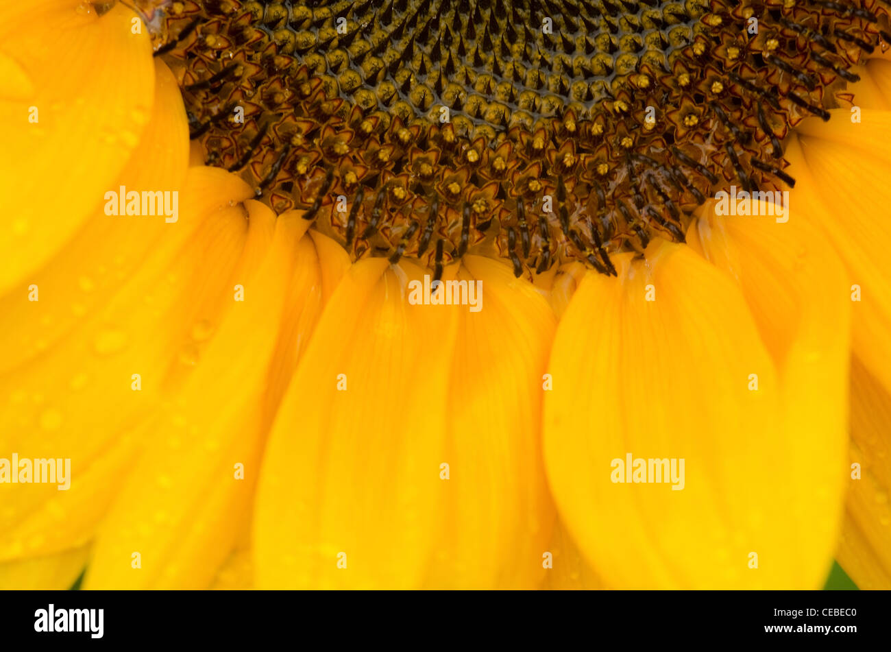 Detail of a part of a sun flower on a wet day Stock Photo