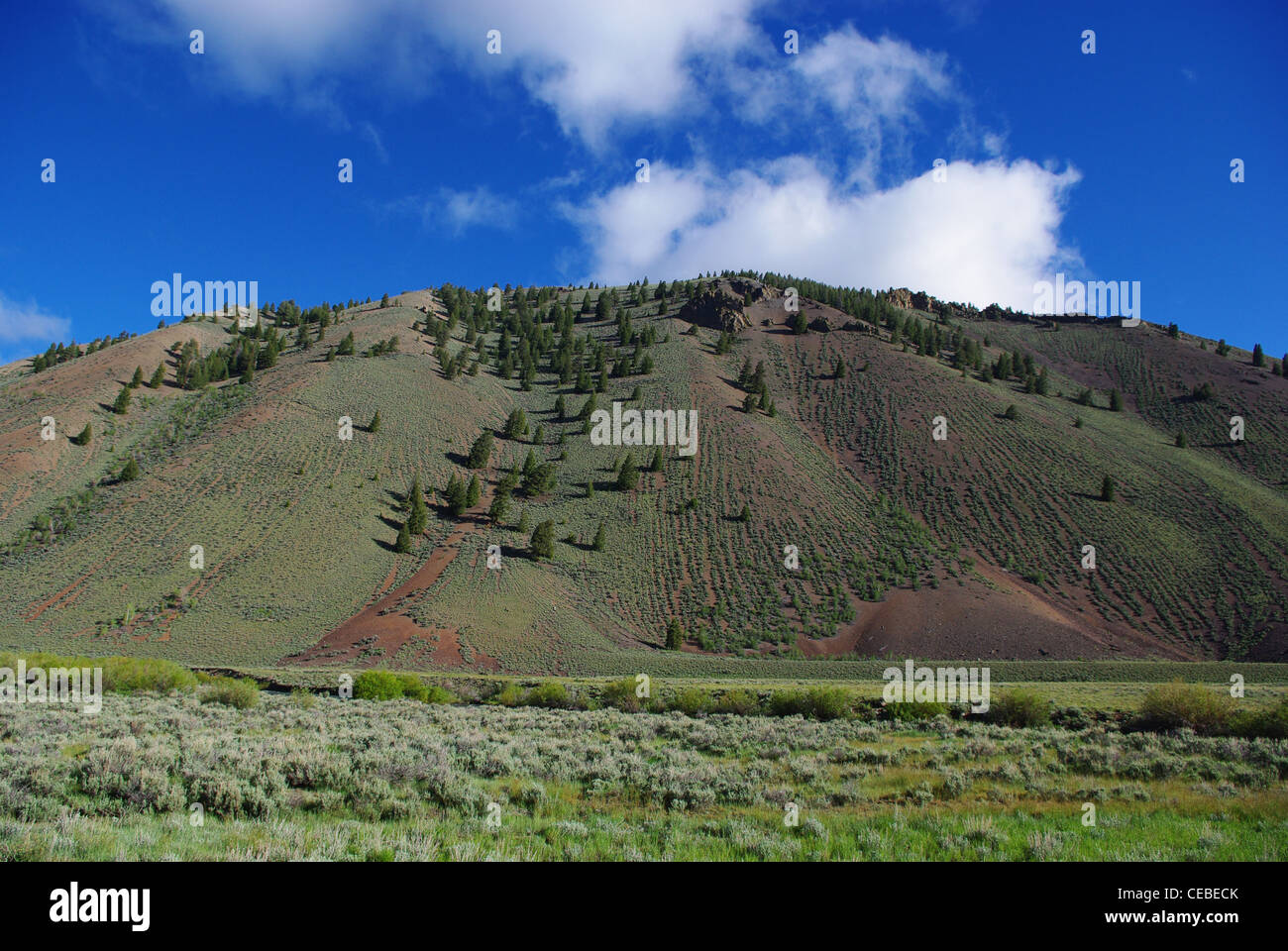 Prairie, pines and mountains in high valley, Salmon Challis National ...