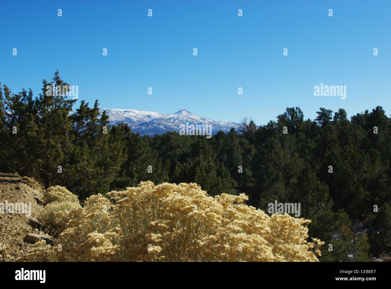 High desert flowers, trees and snowy mountains of Humboldt Toiyabe National Forest, Nevada Stock Photo