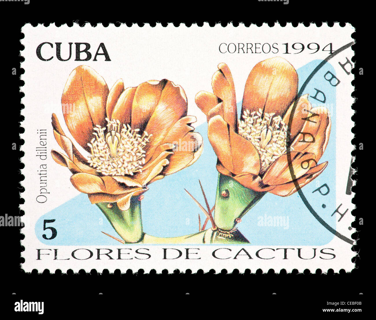 Postage stamp from Cuba depicting a cactus flower (Opuntia dillenii) Stock Photo